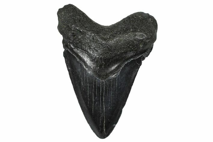 Fossil Megalodon Tooth - South Carolina #368692